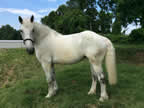 Daisey